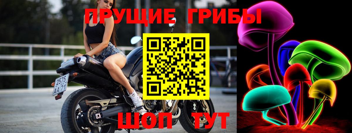 закладки  Галлюциногенные грибы мицелий  Вход с VPN  Карачаевск  Псилоцибиновые грибы GOLDEN TEACHER 